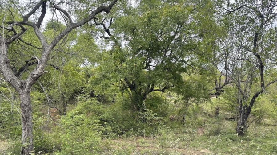 0 Bedroom Property for Sale in Sabie Park Mpumalanga