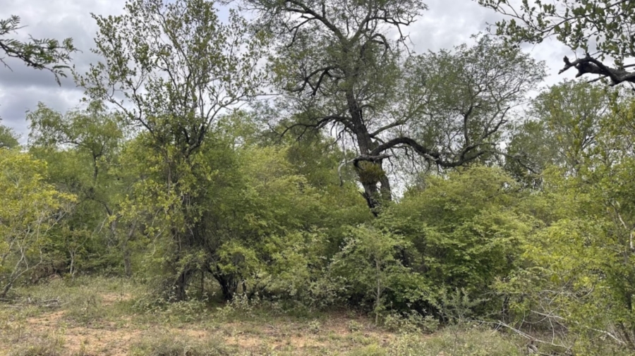 0 Bedroom Property for Sale in Sabie Park Mpumalanga