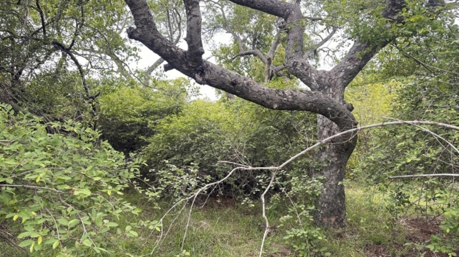 0 Bedroom Property for Sale in Sabie Park Mpumalanga