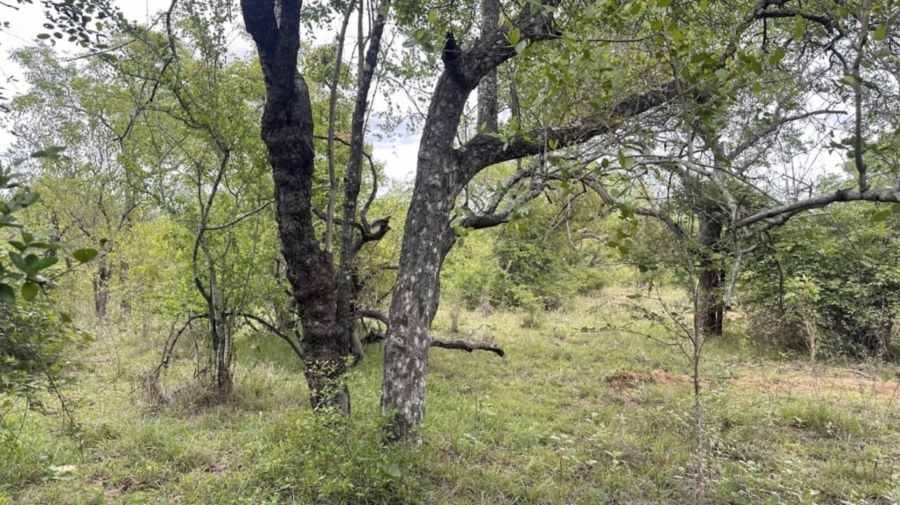 0 Bedroom Property for Sale in Sabie Park Mpumalanga