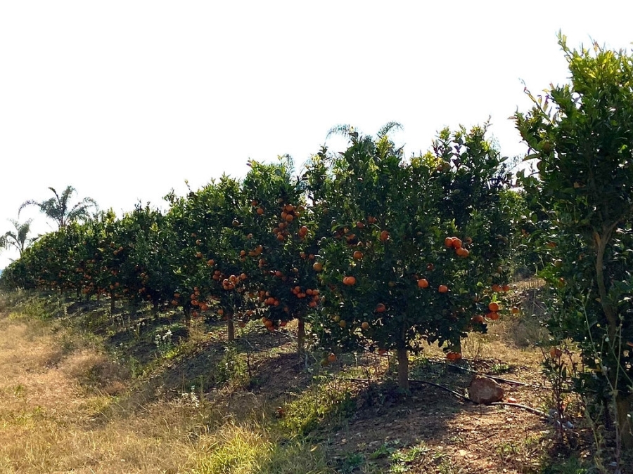 Commercial Property for Sale in White River Mpumalanga