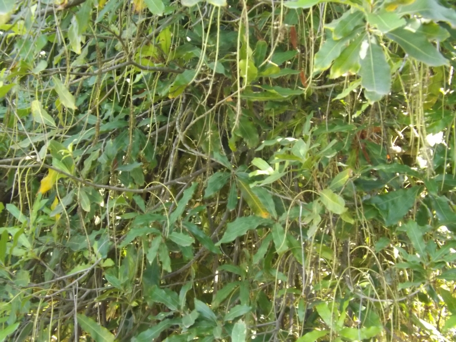 3 Bedroom Property for Sale in Nelspruit Rural Mpumalanga