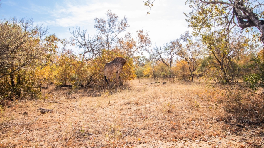2 Bedroom Property for Sale in Bushbuckridge Mpumalanga