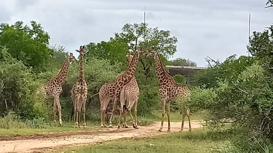 2 Bedroom Property for Sale in Bushbuckridge Mpumalanga