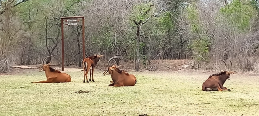 2 Bedroom Property for Sale in Bushbuckridge Mpumalanga