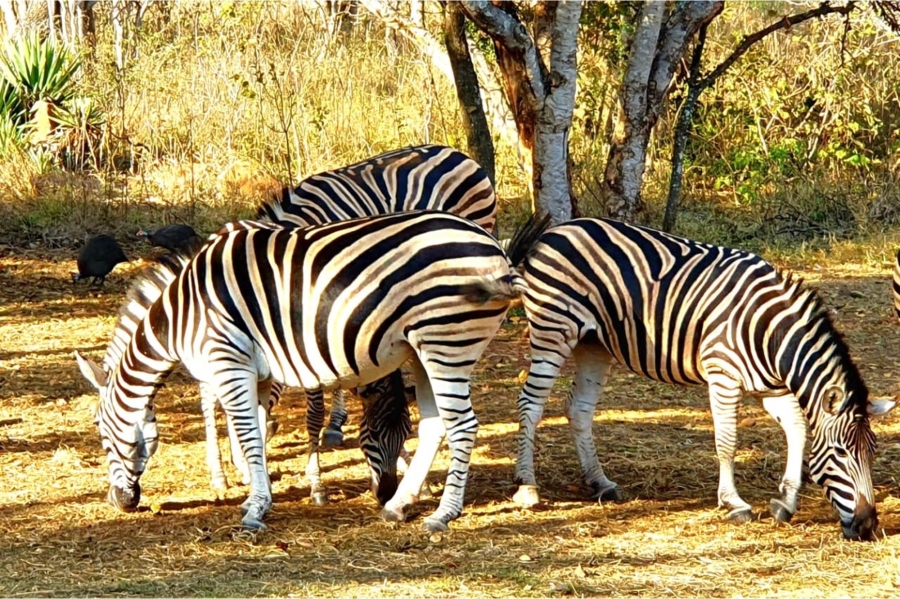 0 Bedroom Property for Sale in Kranspoort Mpumalanga