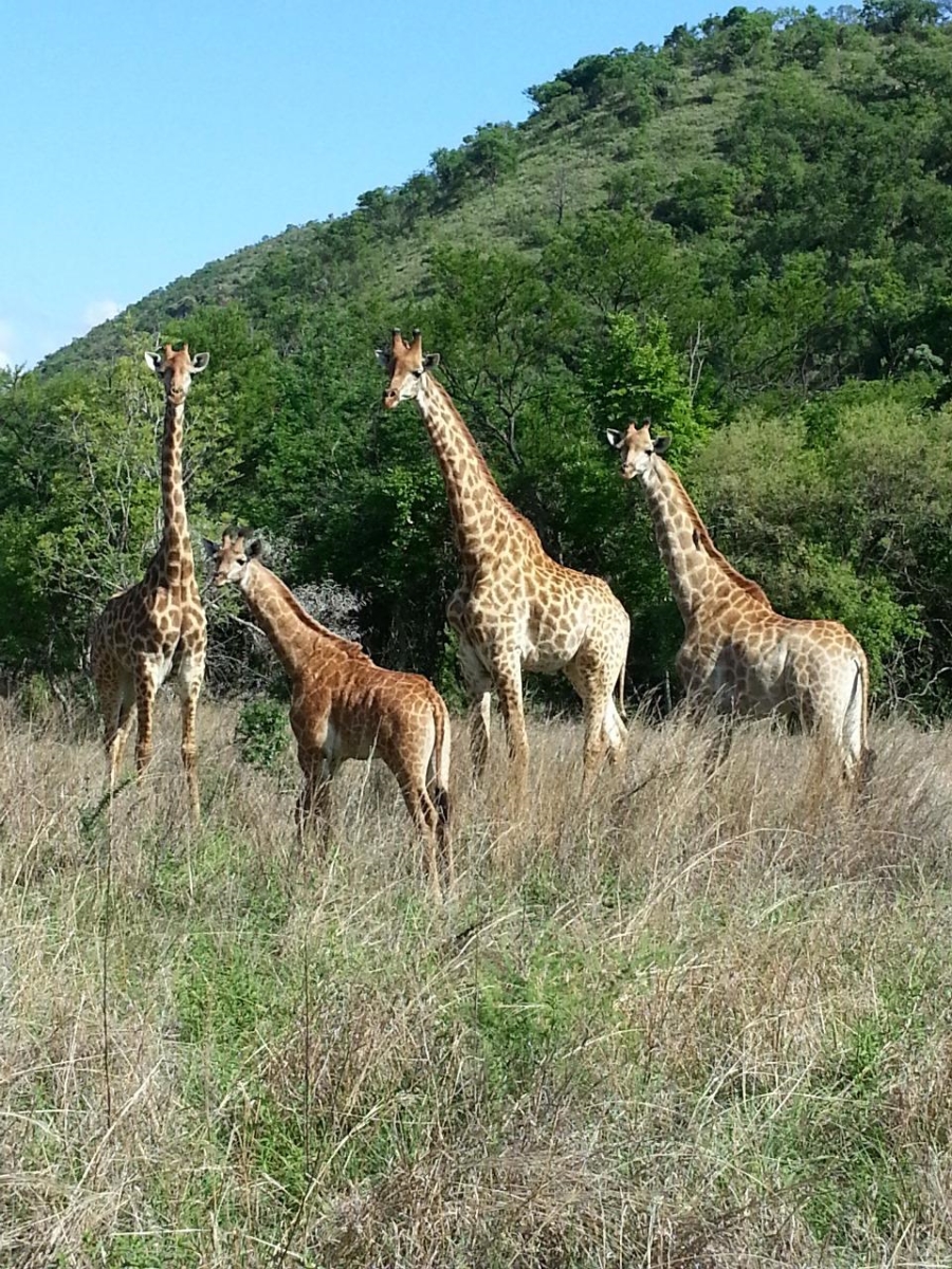 10 Bedroom Property for Sale in Lydenburg Mpumalanga
