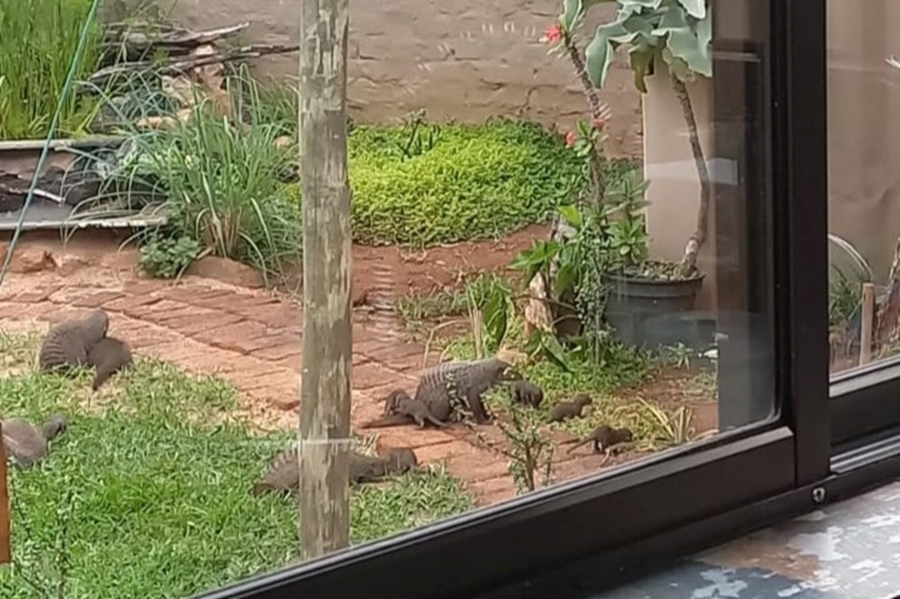 2 Bedroom Property for Sale in Marloth Park Mpumalanga