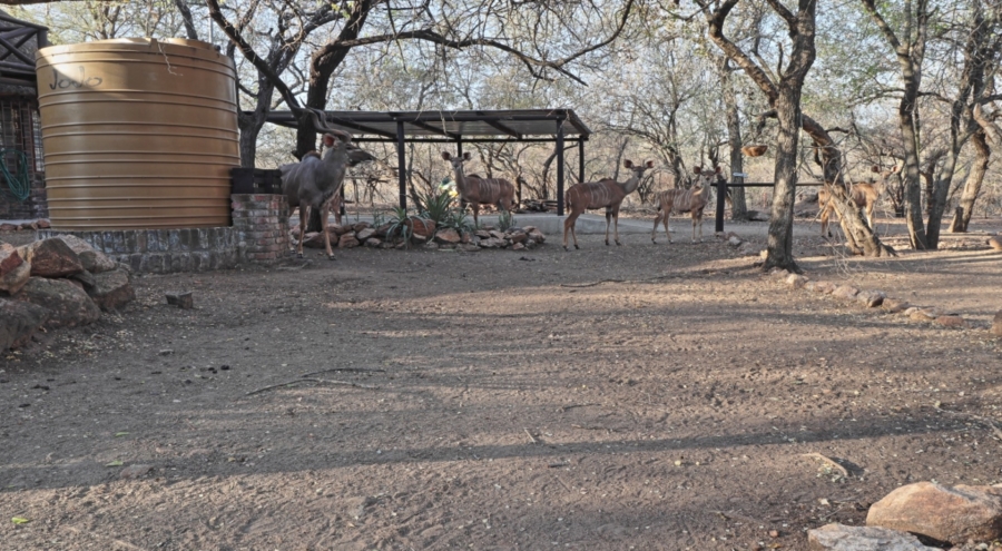 3 Bedroom Property for Sale in Marloth Park Mpumalanga