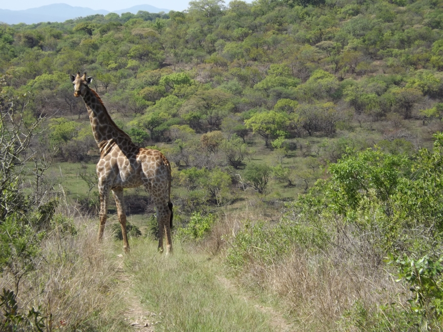 Commercial Property for Sale in Barberton Mpumalanga