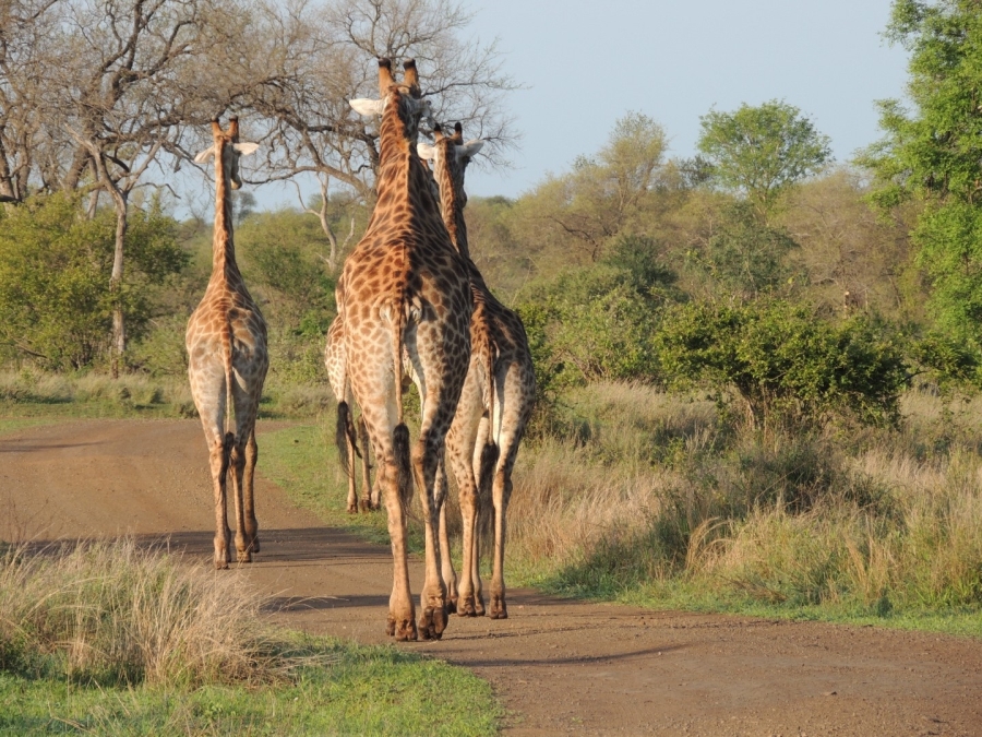 Commercial Property for Sale in Malelane Rural Mpumalanga