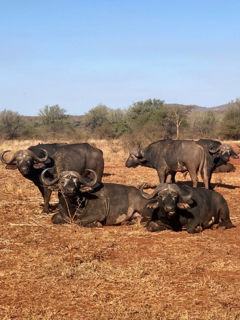 Commercial Property for Sale in Malelane Rural Mpumalanga