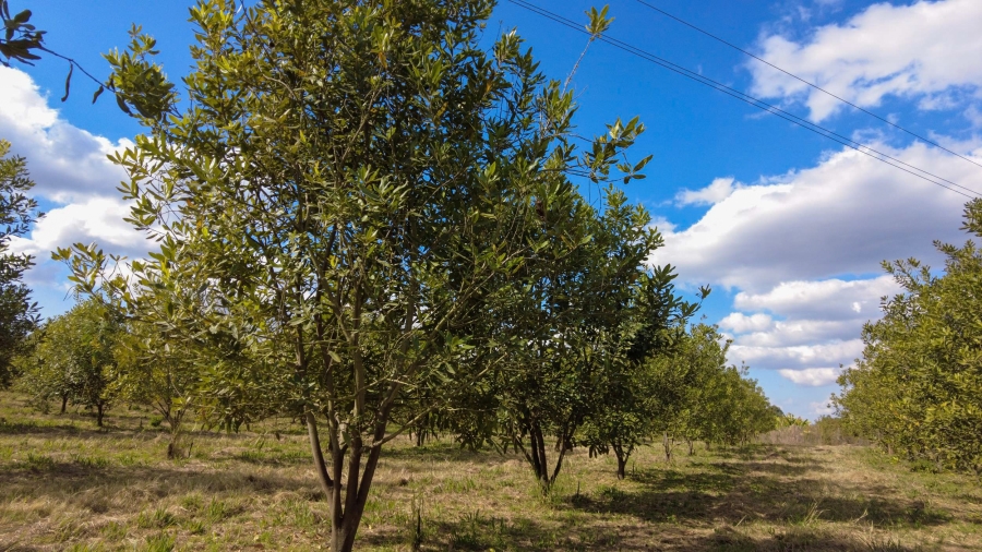 Commercial Property for Sale in Barberton Rural Mpumalanga