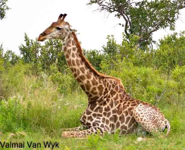 0 Bedroom Property for Sale in Kranspoort Mpumalanga
