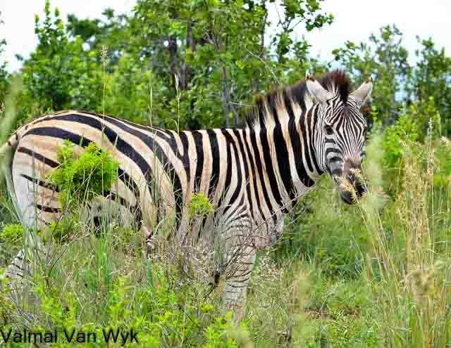 0 Bedroom Property for Sale in Kranspoort Mpumalanga