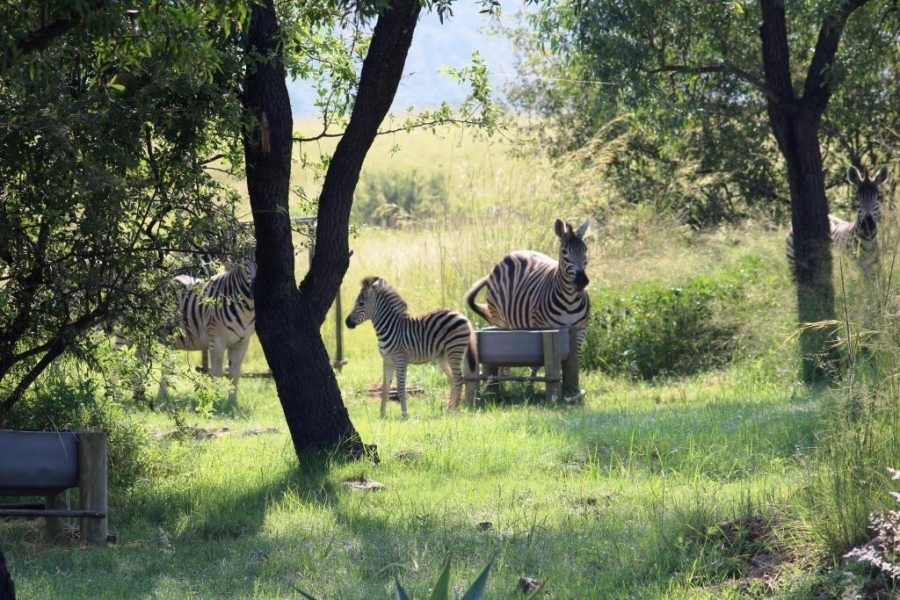 0 Bedroom Property for Sale in Kranspoort Mpumalanga