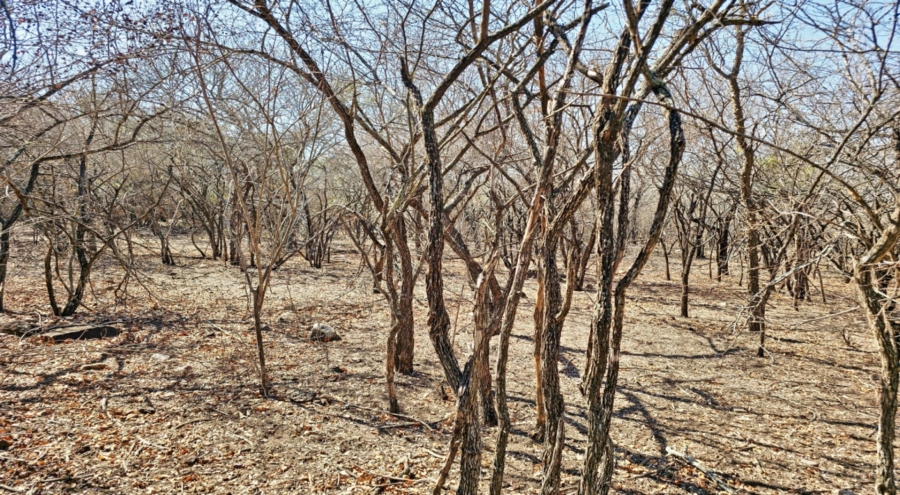 0 Bedroom Property for Sale in Marloth Park Mpumalanga