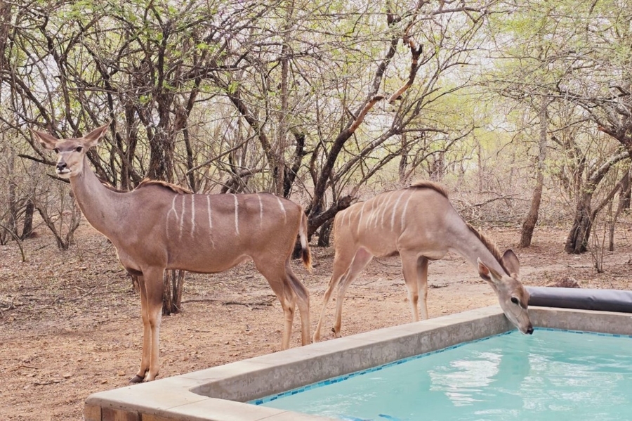 3 Bedroom Property for Sale in Marloth Park Mpumalanga