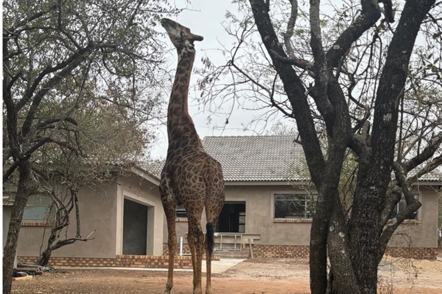 3 Bedroom Property for Sale in Marloth Park Mpumalanga