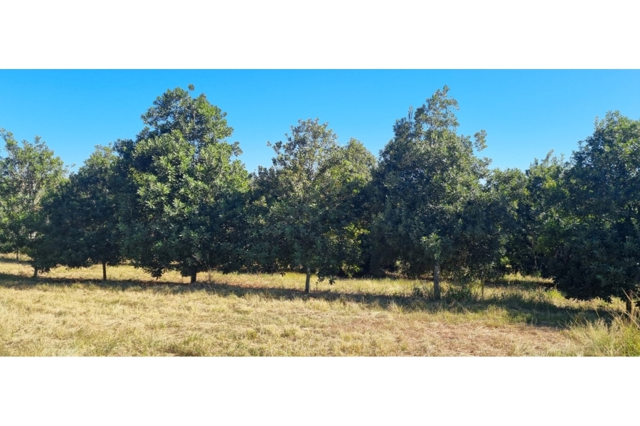 0 Bedroom Property for Sale in Alkmaar Mpumalanga