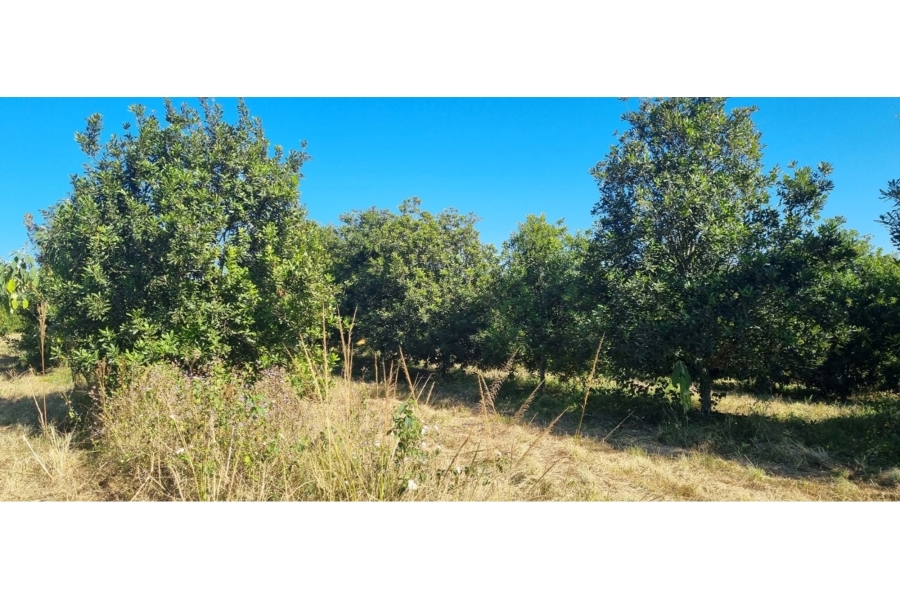 0 Bedroom Property for Sale in Alkmaar Mpumalanga