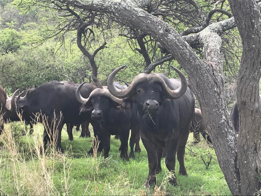 10 Bedroom Property for Sale in Lydenburg Rural Mpumalanga