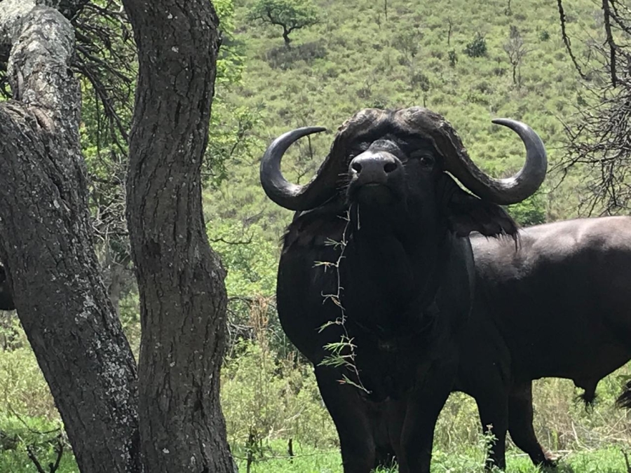 10 Bedroom Property for Sale in Lydenburg Rural Mpumalanga