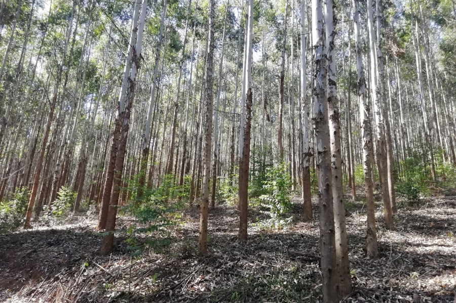 0 Bedroom Property for Sale in Sabie Rural Mpumalanga