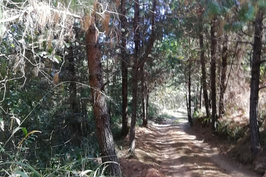 0 Bedroom Property for Sale in Sabie Rural Mpumalanga