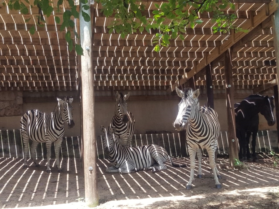 To Let 3 Bedroom Property for Rent in Bundu Wildlife Estate Mpumalanga