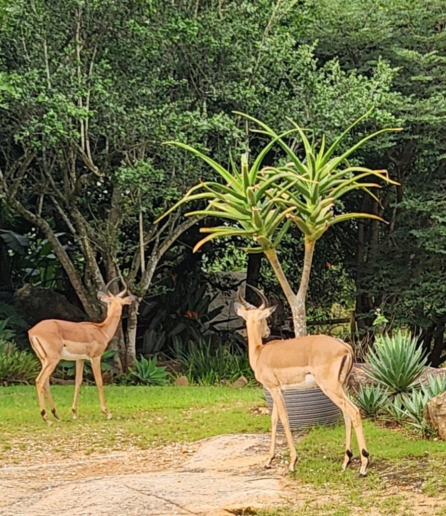 To Let 3 Bedroom Property for Rent in Bundu Wildlife Estate Mpumalanga