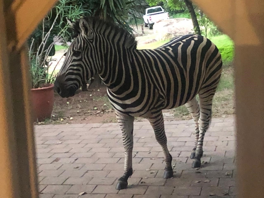 To Let 3 Bedroom Property for Rent in Bundu Wildlife Estate Mpumalanga