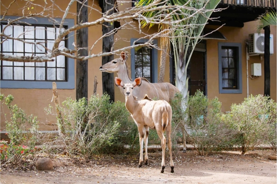 3 Bedroom Property for Sale in Marloth Park Mpumalanga