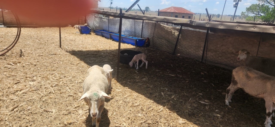 8 Bedroom Property for Sale in Standerton Rural Mpumalanga