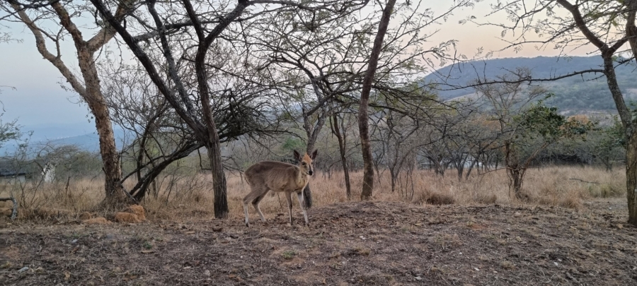 0 Bedroom Property for Sale in Wild Fig Country Estate Mpumalanga