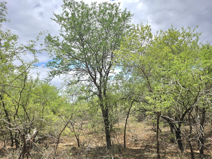 0 Bedroom Property for Sale in Marloth Park Mpumalanga