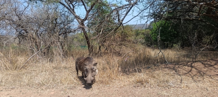 0 Bedroom Property for Sale in Wild Fig Country Estate Mpumalanga
