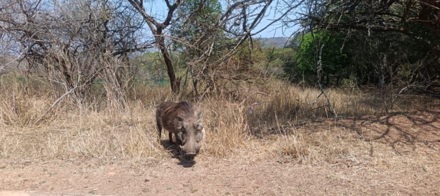 0 Bedroom Property for Sale in Wild Fig Country Estate Mpumalanga