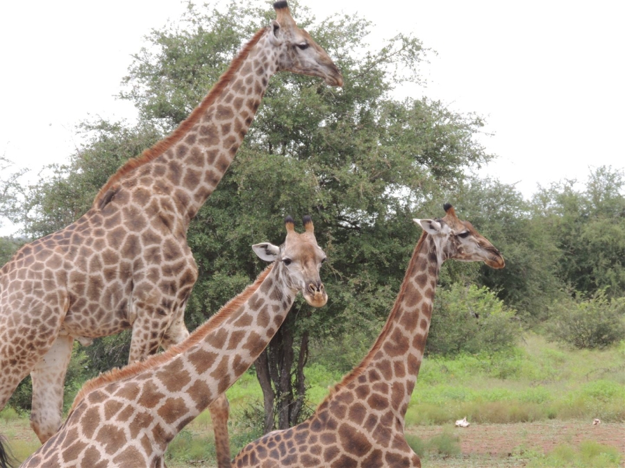 0 Bedroom Property for Sale in Malelane Rural Mpumalanga