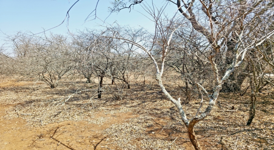 0 Bedroom Property for Sale in Marloth Park Mpumalanga