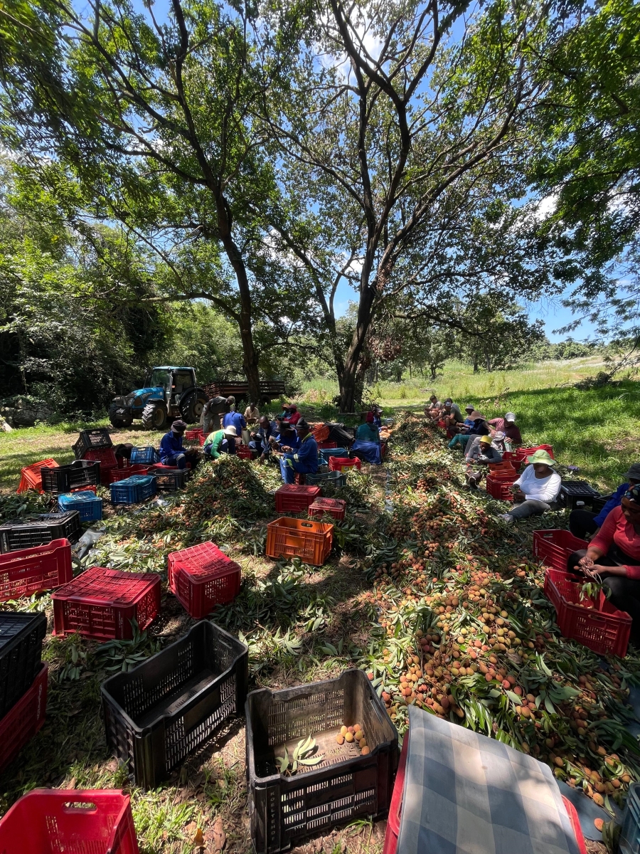 Commercial Property for Sale in Hazyview Mpumalanga