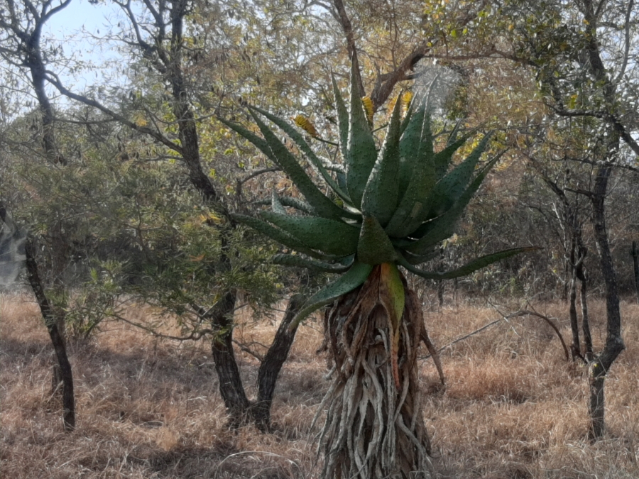 0 Bedroom Property for Sale in Malelane Mpumalanga
