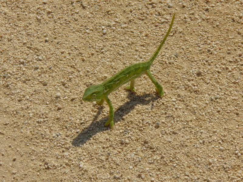 0 Bedroom Property for Sale in Greenstone Wildlife Estate Mpumalanga