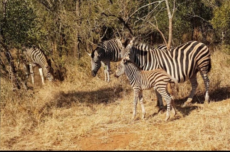 0 Bedroom Property for Sale in Nelspruit Ext 5 Mpumalanga