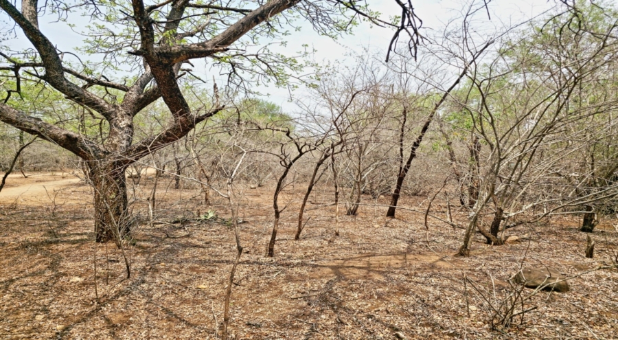 0 Bedroom Property for Sale in Marloth Park Mpumalanga