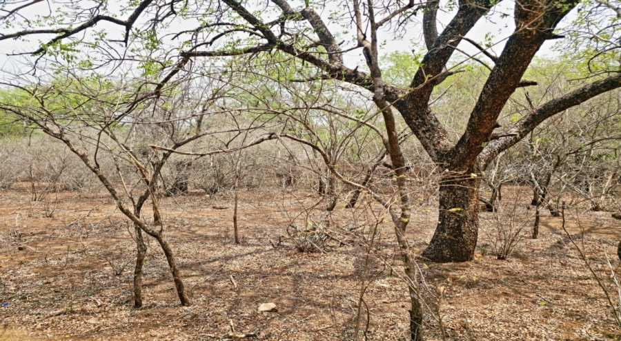 0 Bedroom Property for Sale in Marloth Park Mpumalanga