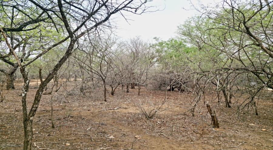 0 Bedroom Property for Sale in Marloth Park Mpumalanga