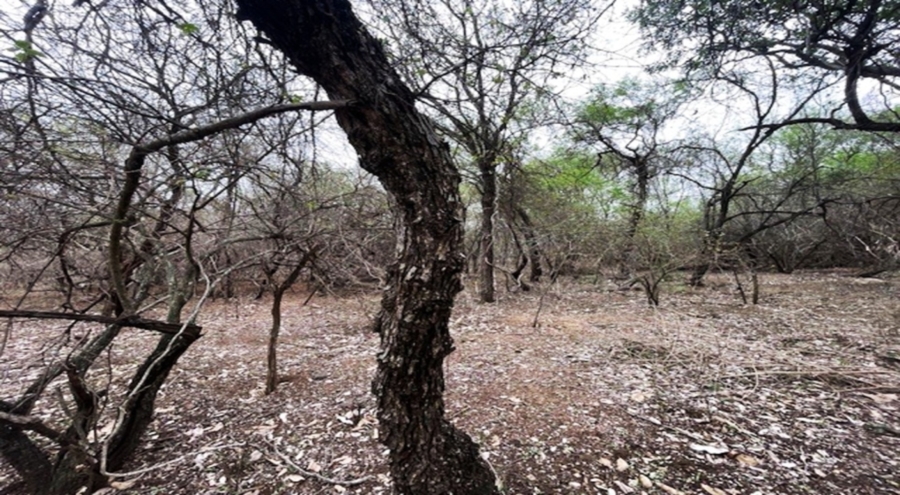 0 Bedroom Property for Sale in Marloth Park Mpumalanga