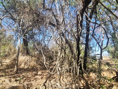 0 Bedroom Property for Sale in Marloth Park Mpumalanga