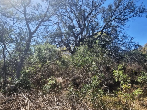 0 Bedroom Property for Sale in Marloth Park Mpumalanga